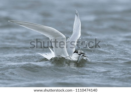 Foto Bild bird flew by Umwelt Natur