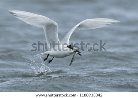 Similar – Foto Bild bird flew by Umwelt Natur