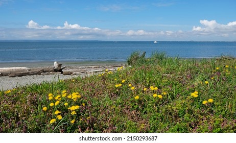 Sandy Beach With Coastal Wildflowers In Spring In The Pacific Northwest. Sunny Beach And Blue Ocean. Crescent Beach, Surrey, BC, Canada.