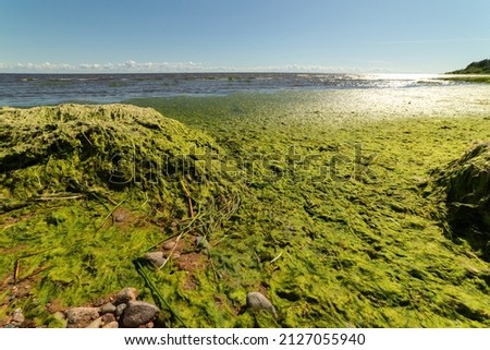 Sandy beach covered with green algae. Problems with the beach on vacation. Algae blooming. Cleaning of the beach area.