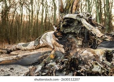 Sandy beach features weathered driftwood pieces scattered along the shore framed by tall trees under a warm sunset glow creating a serene and natural setting.