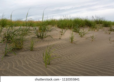 Sandy Beach With Grass And Sand Dunes Pattern Along Washington Coast