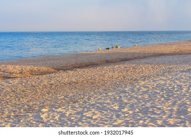  Sandy Beach With Group Of Dogs . No People On The Seaside 