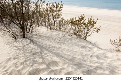 Sandy beach in Jastrzebia Gora in Poland, with shrubs visible on the edge limiting the flow of sand into the forest and the formation of dunes