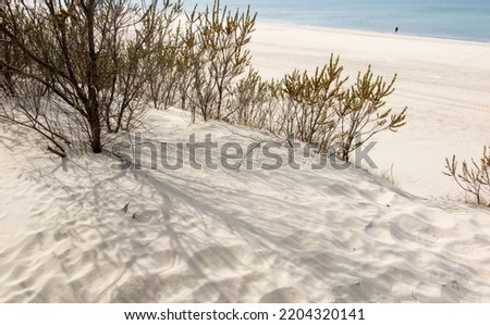 Sandy beach in Jastrzebia Gora in Poland, with shrubs visible on the edge limiting the flow of sand into the forest and the formation of dunes