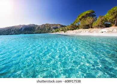 Sandy Beach Pine Trees Azure Clear Stock Photo 608917538 | Shutterstock