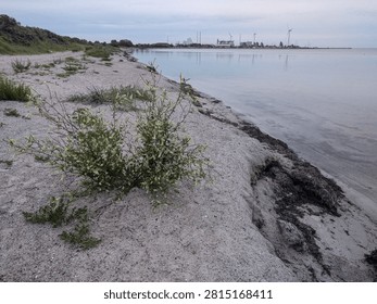 A sandy beach with sparse vegetation borders a calm body of water.