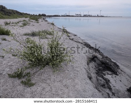 A sandy beach with sparse vegetation borders a calm body of water.