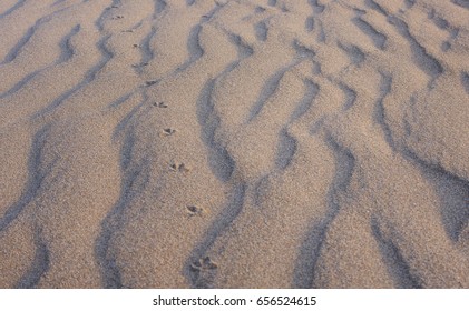 The Sandy Beach In The Sunset