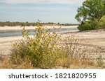 sandy beaches of Lake McConaughy, a reservoir on the North Platte River in Nebraska, early fall scenenry with sunflowers