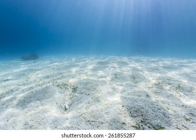 Sandy Bottom Sun Ray Fish Blue Stock Photo 261855287 | Shutterstock