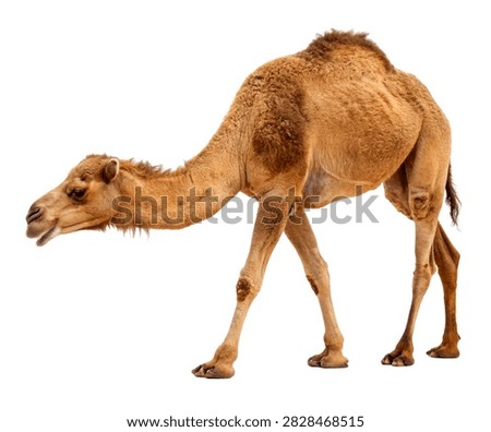 A Sandy Brown Camel Standing While Bending Its Lon Isolated On White Background