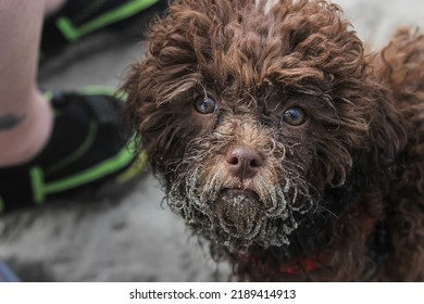 Sandy Brown Puppy Plays At The Beach For The First Time