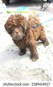 Sandy Brown Puppy Plays At The Beach For The First Time