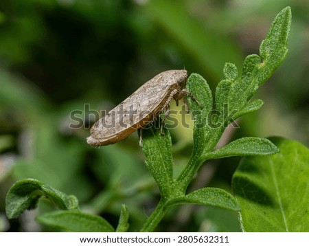 Sandy Colored Leafhopper on Green Leaf, Cicadellidae Hemiptera Macro Photography Florida
