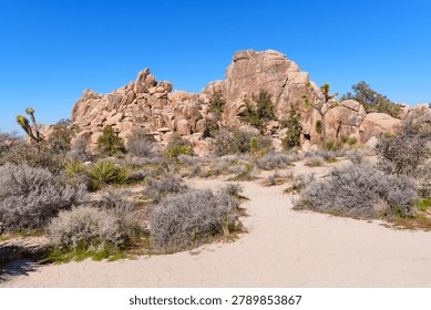 Sandy desert landscape featuring massive tan rock piles, Mojave Desert vegetation including Joshua trees and shrubs under a clear blue sky in Joshua Tree Park.