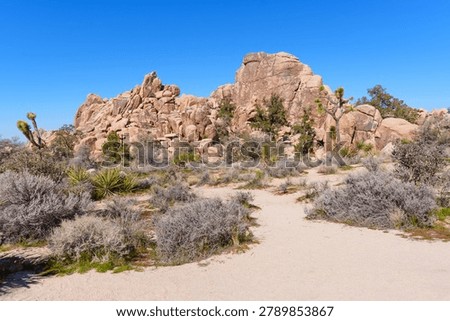 Sandy desert landscape featuring massive tan rock piles, Mojave Desert vegetation including Joshua trees and shrubs under a clear blue sky in Joshua Tree Park.