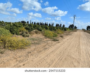 Sandy dirt road alongside green bushes and yellow wildflowers, under a bright blue sky with fluffy clouds. - Powered by Shutterstock