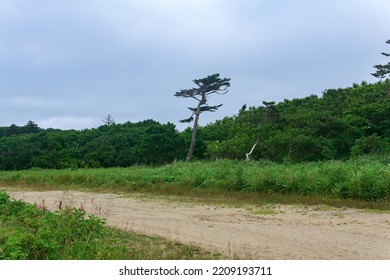 Sandy Dirt Road In The Countryside