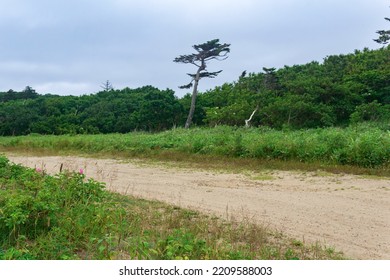 Sandy Dirt Road In The Countryside