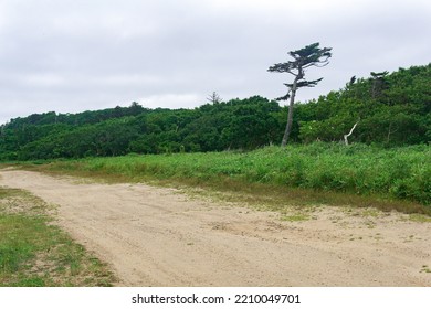 Sandy Dirt Road In The Countryside