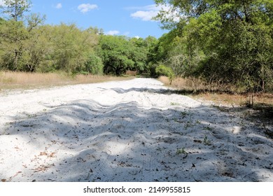 A Sandy Dirt Road In A Forest