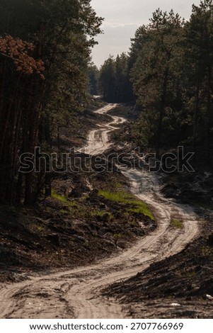 a sandy dirt road winds between trees and hills through the forest