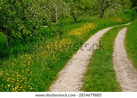 A sandy double-track path winds through a green spring orchard meadow dotted with yellow buttercups
