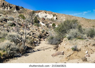 Sandy dry riverbed along the Barber Peak Trail, close to Hole-in-the-wall-campground in Mojave National Preserve, California, USA
