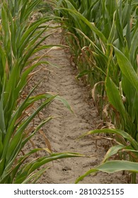 Sandy dry soil between rows of a corn crop suffering from drought and water scarcity.