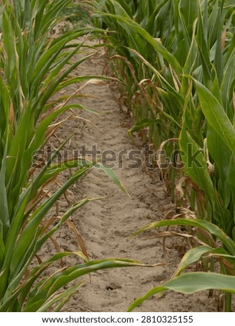 Sandy dry soil between rows of a corn crop suffering from drought and water scarcity.