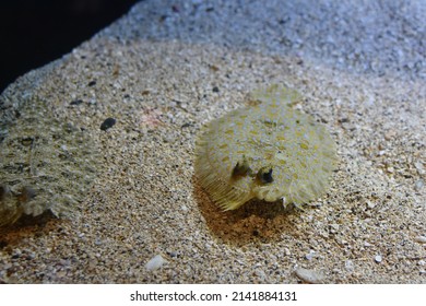 Sandy Flat Oval Flounder Fish At Ocean Floor