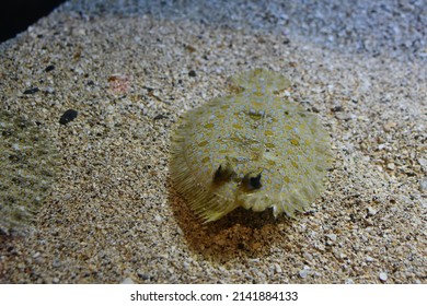 Sandy Flat Oval Flounder Fish at ocean floor - Shutterstock ID 2141884133
