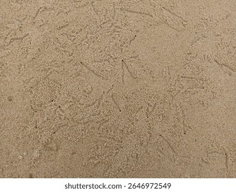 The sandy ground is covered in numerous tiny, intricate trails and small holes, likely left by small marine creatures, forming a natural, organic pattern.