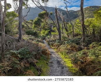 A sandy hiking path winds through dense native vegetation including ferns and twisted eucalyptus trees, with rugged mountain peaks visible under partly cloudy skies.