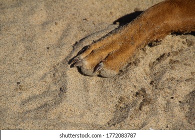 Sandy Large Brown Rhodesian Ridgeback Dog Paw With Nails On Beach