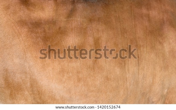 Sandy Light Brown Hair Cow Skin Stock Photo Edit Now 1420152674