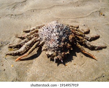 Sandy Ocean Floor After Low Tide