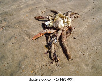 Sandy Ocean Floor After Low Tide