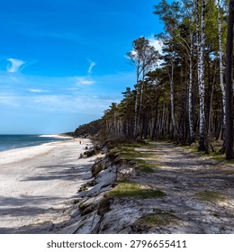 Sandy path along a pine and birch forest next to a sandy beach and blue sea. A scenic view of a sandy hiking path on a cliff dune running alongside a lush green birch and pine forest, overlooking a wide white sand beach and the blue waters of the sea under a bright sky with light clouds