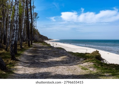 Sandy path along a pine and birch forest next to a sandy beach and blue sea. A scenic view of a sandy hiking path on a cliff dune running alongside a lush green birch and pine forest, overlooking a wide white sand beach and the blue waters of the sea under a bright sky with light clouds