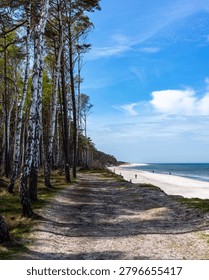 Sandy path along a pine and birch forest next to a sandy beach and blue sea. A scenic view of a sandy hiking path on a cliff dune running alongside a lush green birch and pine forest, overlooking a wide white sand beach and the blue waters of the sea under a bright sky with light clouds