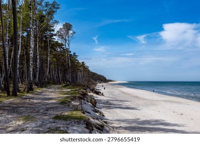 Sandy path along a pine and birch forest next to a sandy beach and blue sea. A scenic view of a sandy hiking path on a cliff dune running alongside a lush green birch and pine forest, overlooking a wide white sand beach and the blue waters of the sea under a bright sky with light clouds