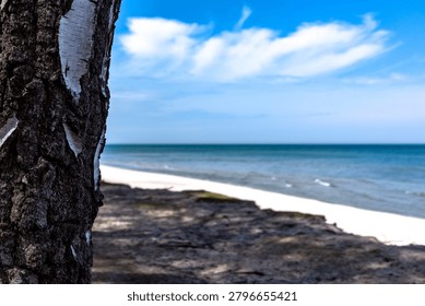 Sandy path along a pine and birch forest next to a sandy beach and blue sea. A scenic view of a sandy hiking path on a cliff dune running alongside a lush green birch and pine forest, overlooking a wide white sand beach and the blue waters of the sea under a bright sky with light clouds