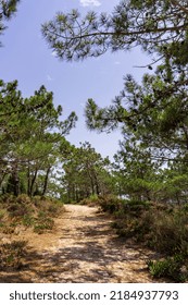 Sandy Path Among Pine Trees