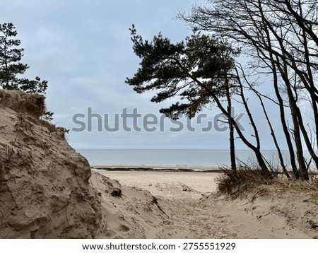 Sandy path between coastal dunes leading to a quiet beach under an overcast sky, framed by wind-shaped pine trees and bare branches. Calm sea horizon and natural dune landscape create a peaceful coastal scene in a temperate shoreline environment. Detailed view of seaside erosion, beach vegetation, and natural coastal terrain.