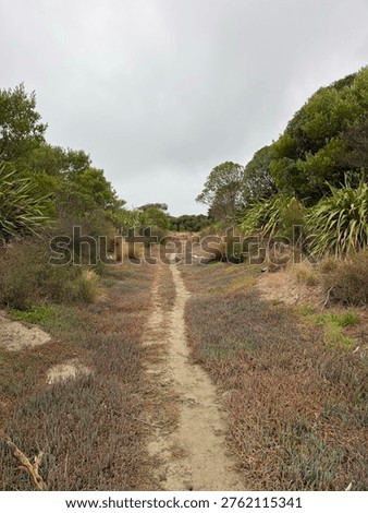 Sandy path leading between two estuarine islands with restoration planting, Waimea Inlet, New Zealand