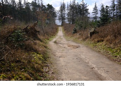 A sandy path leads through a young tree plantation
