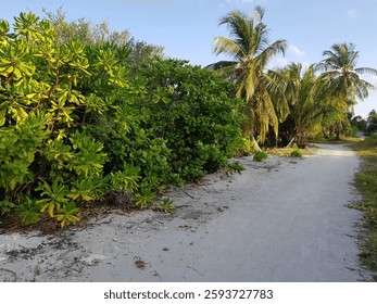 A sandy path lined with palm trees and bushes against a blue sky