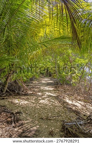 Sandy path through dense tropical vegetation with palm trees and sunlight in Panama rainforest